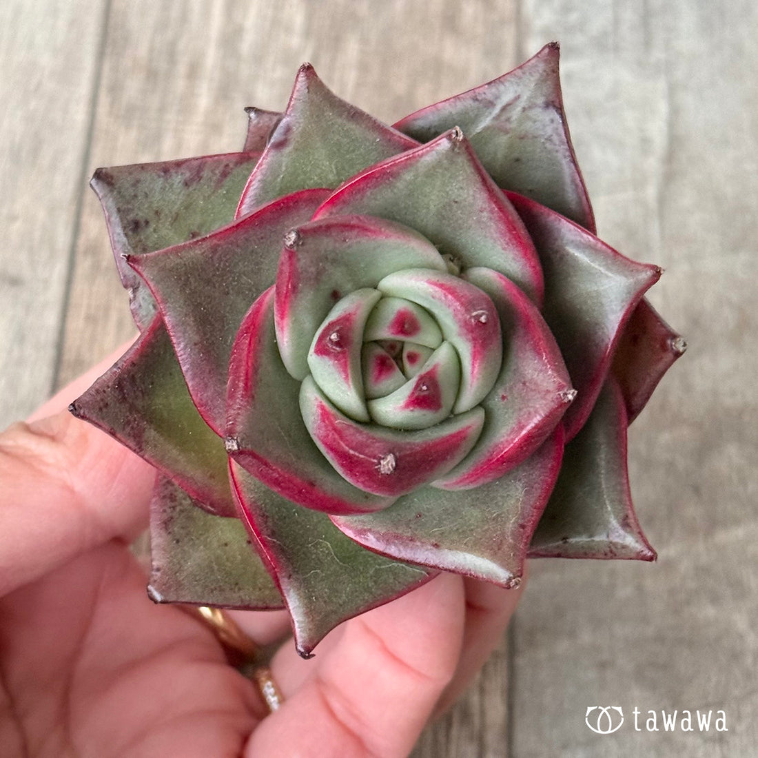 *新入荷* ステラ