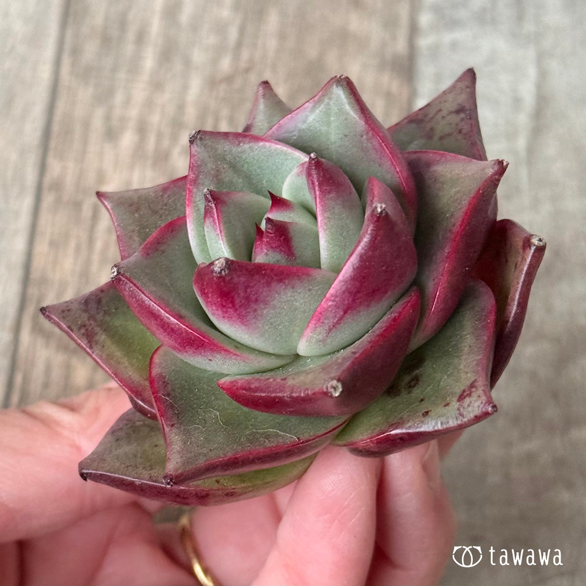 *新入荷* ステラ