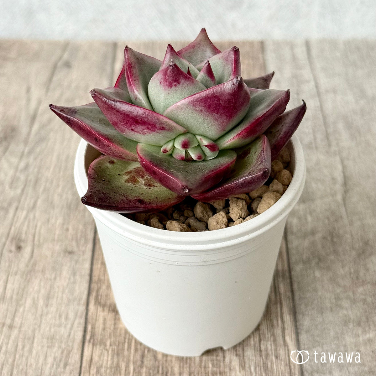 *新入荷* ステラ