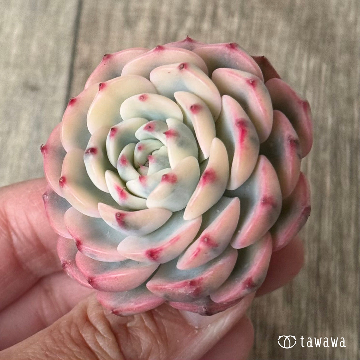 *新入荷* ミニマ錦(約4センチ)