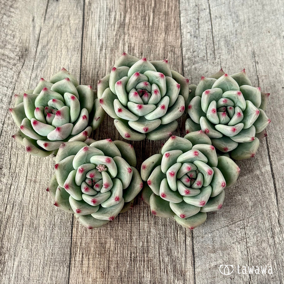 *新入荷* シャキノ