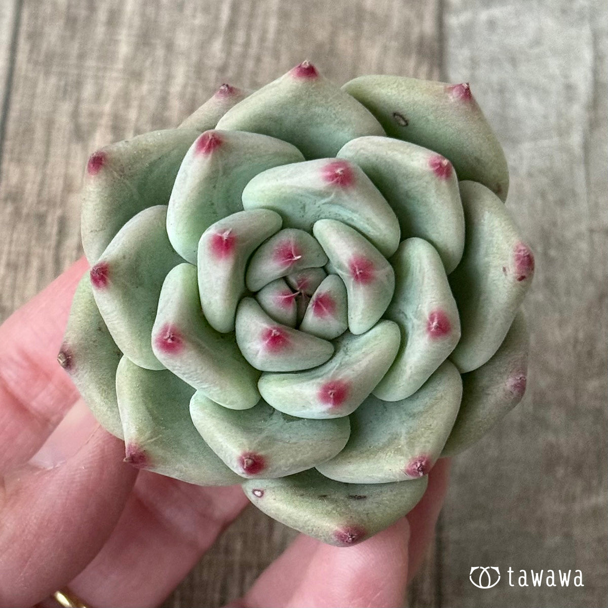 *新入荷* シャキノ