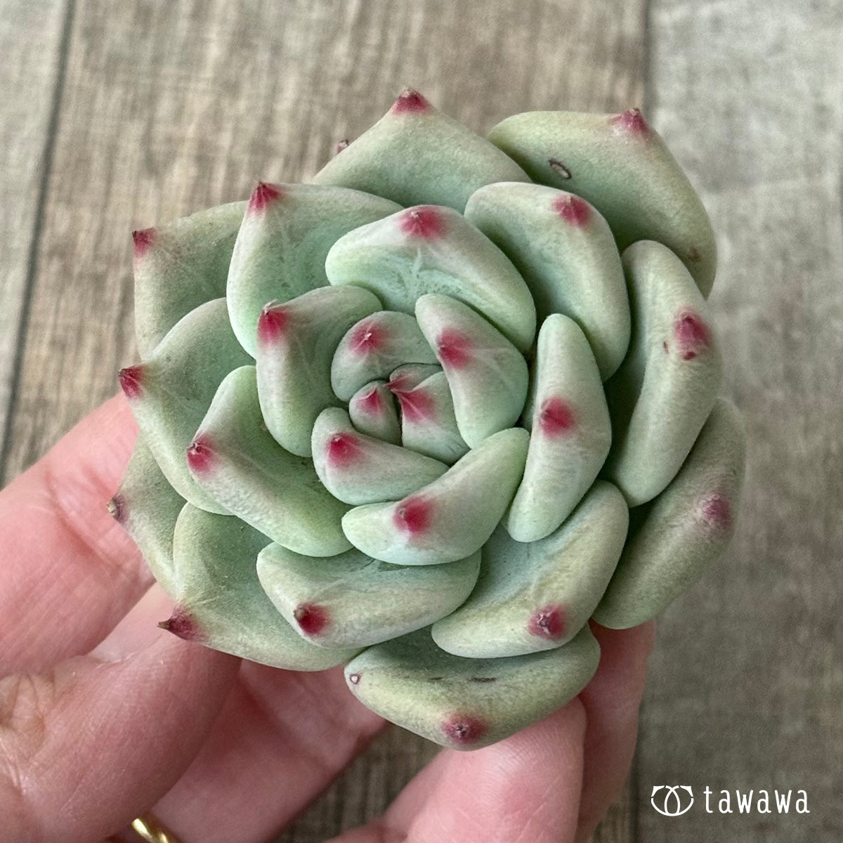 *新入荷* シャキノ