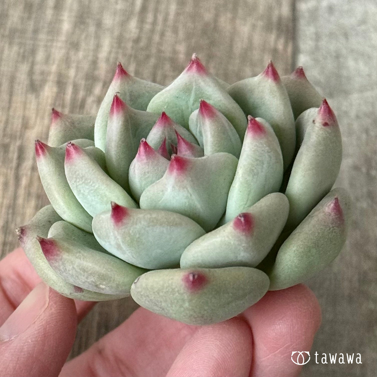 *新入荷* シャキノ