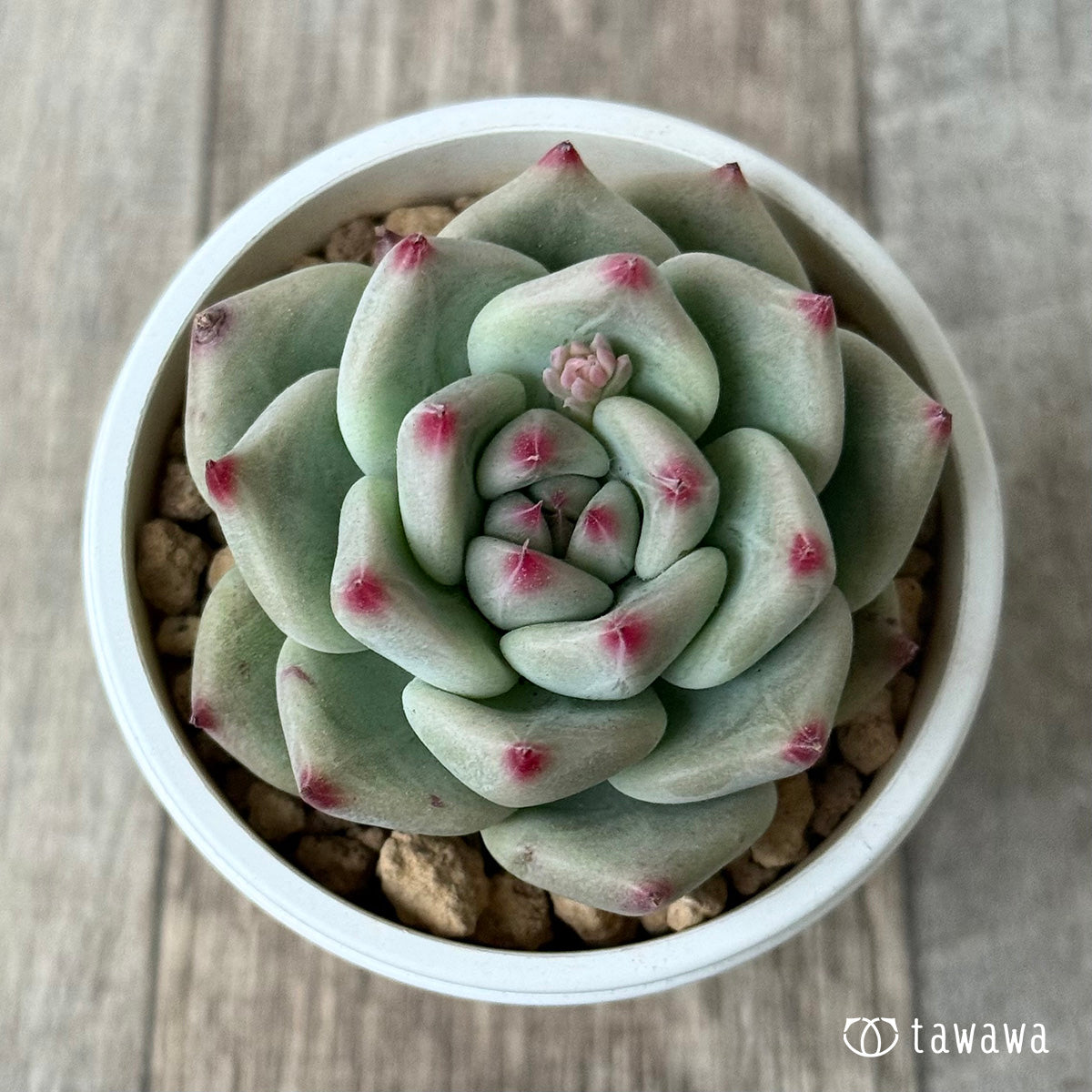 New Arrival* Cubic Frost