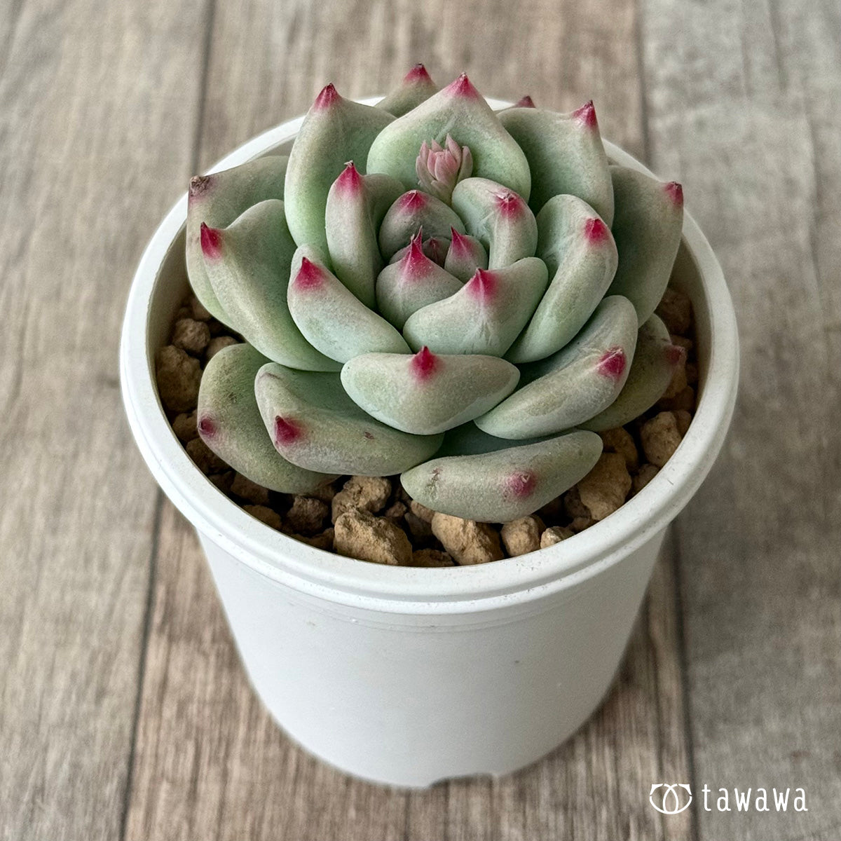 *新入荷* シャキノ