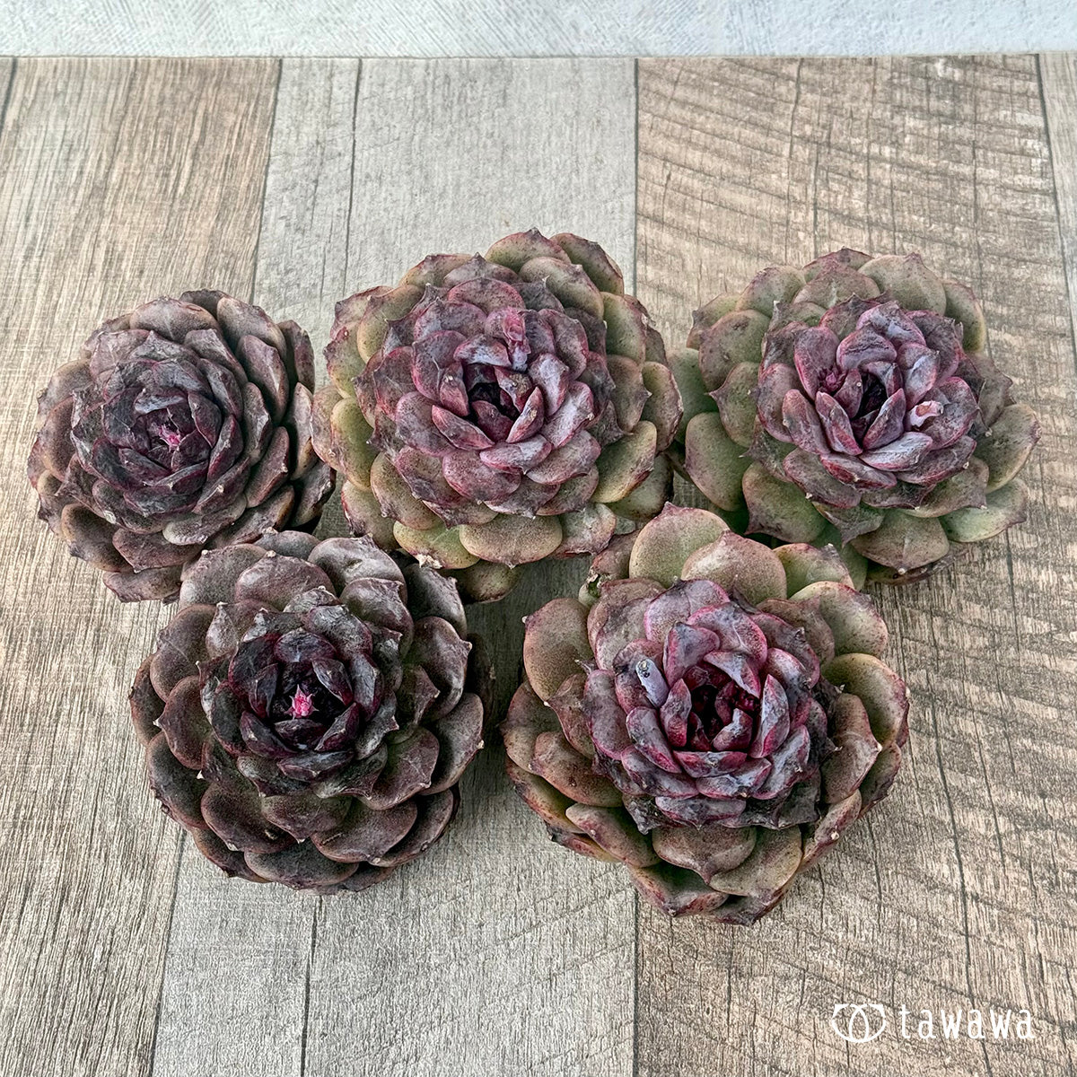 *新入荷* ブラックココ