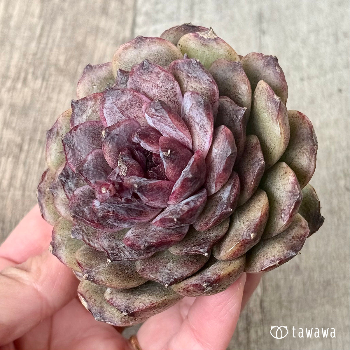 *新入荷* ブラックココ