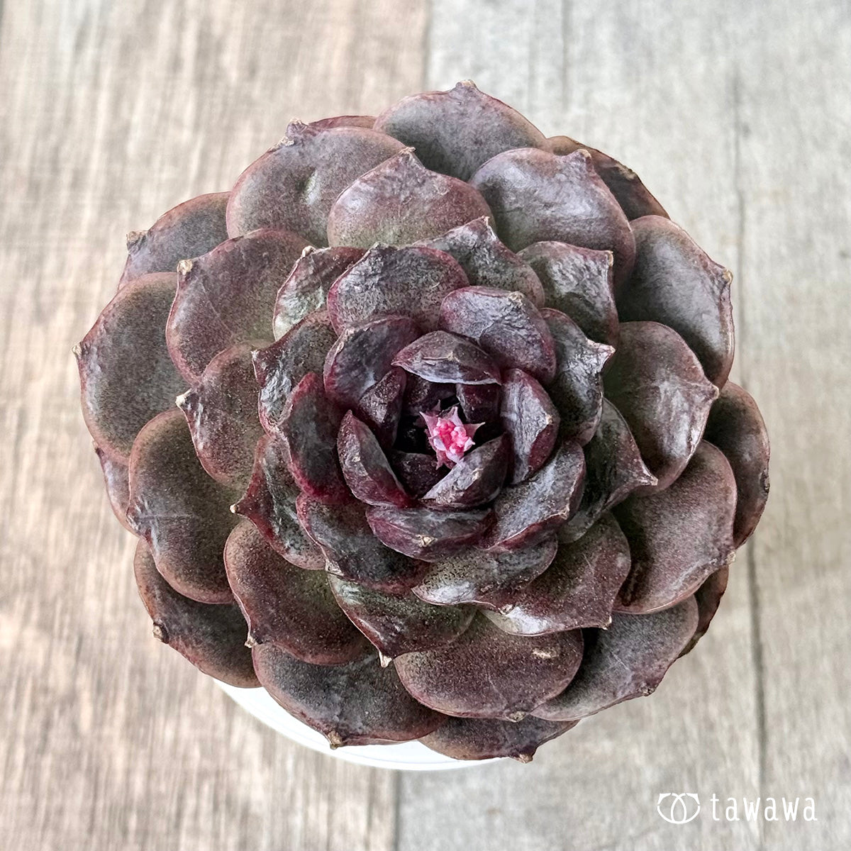 *新入荷* ブラックココ