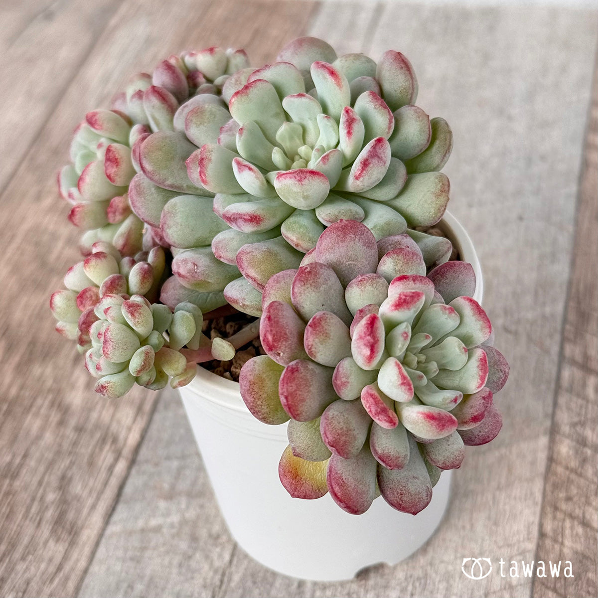 perbbean