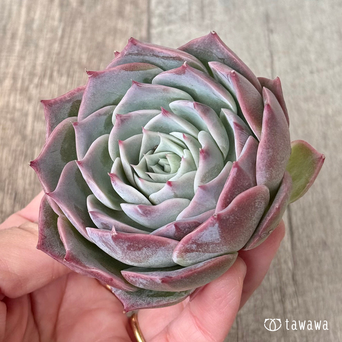 *新入荷* スーパーソニック