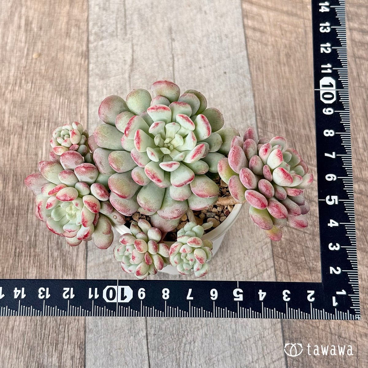 perbbean