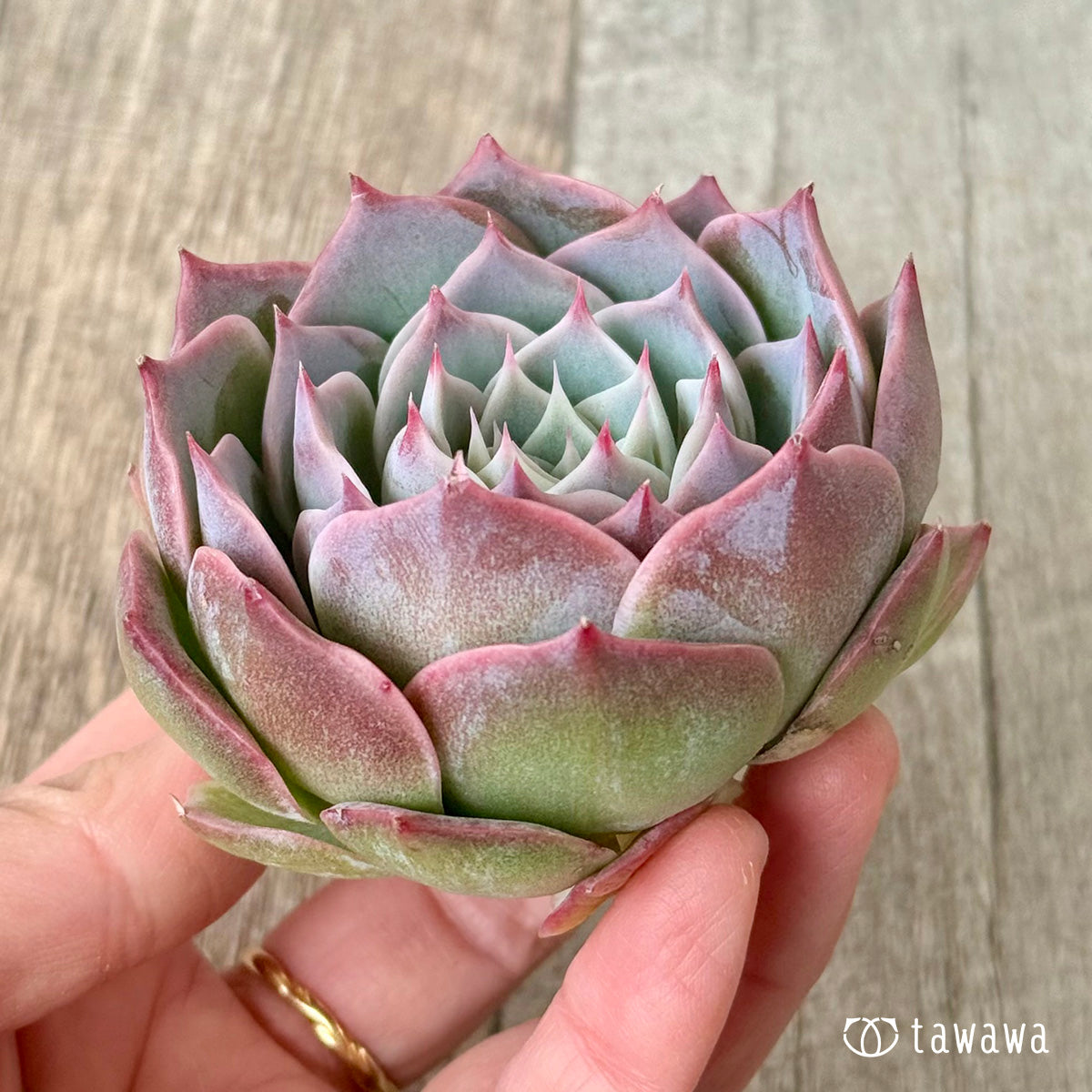 *新入荷* スーパーソニック