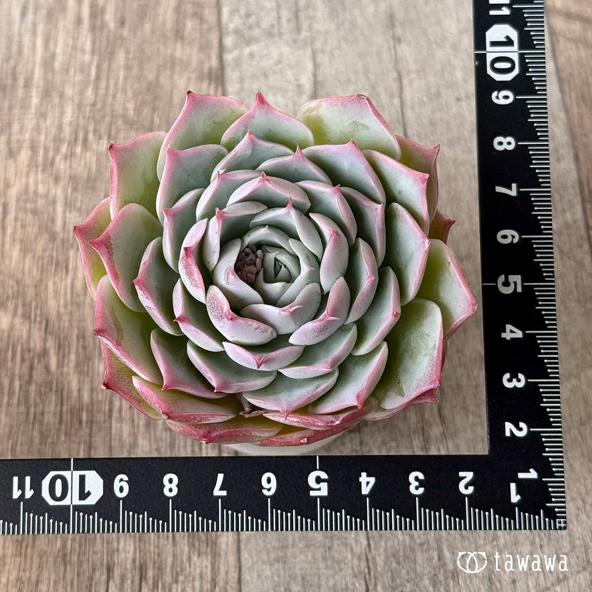 *新入荷* スーパーソニック