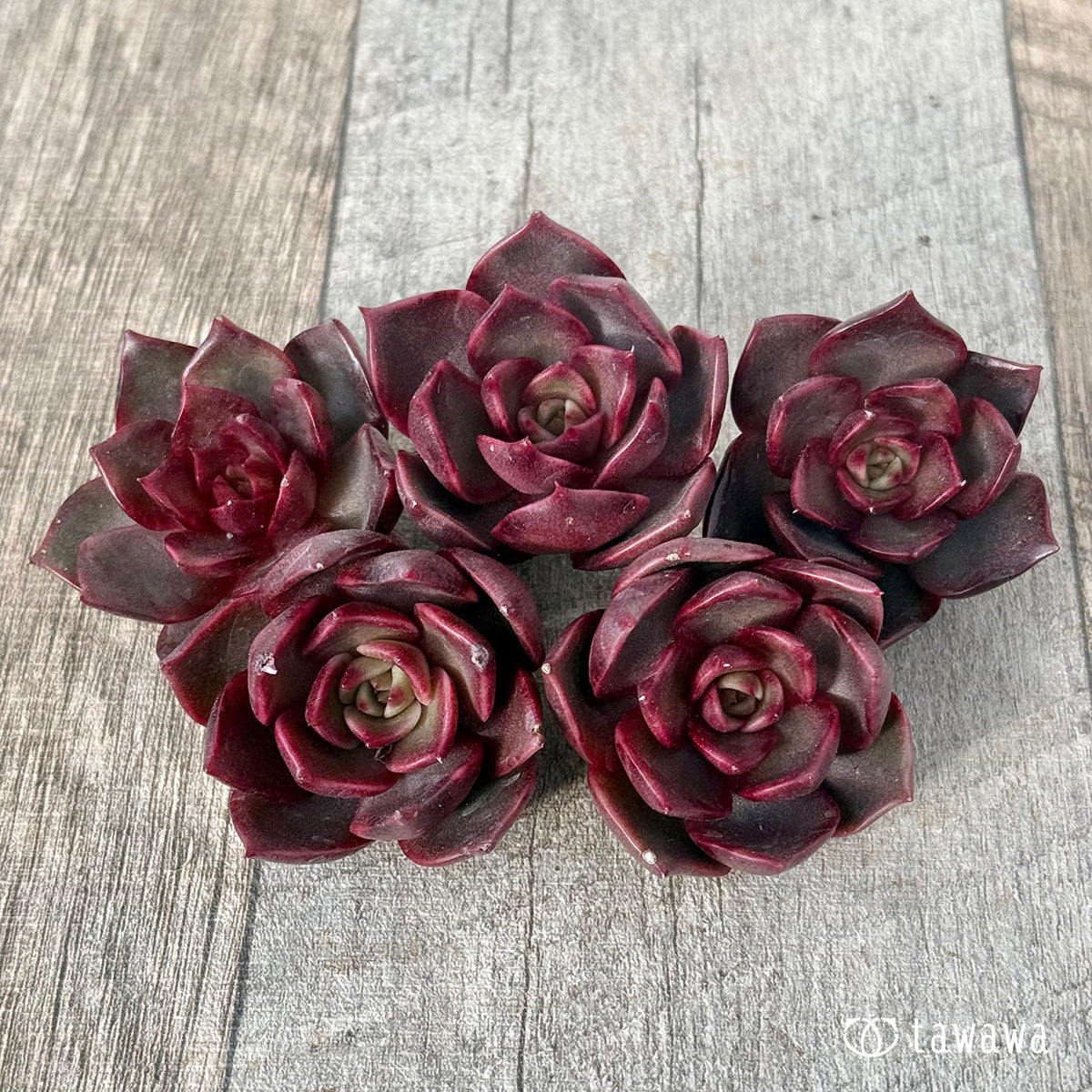 *新入荷* レイニー