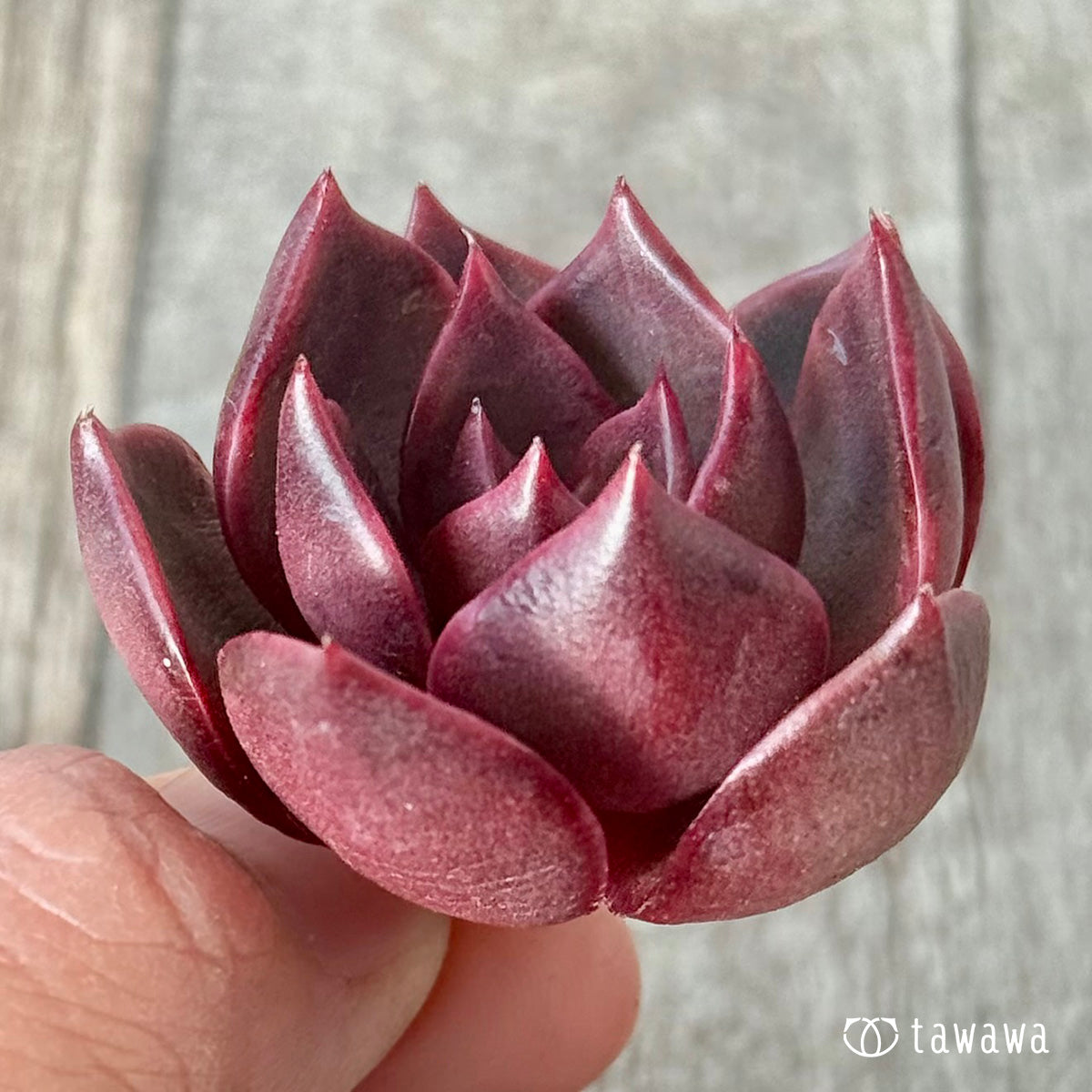 *新入荷* レイニー