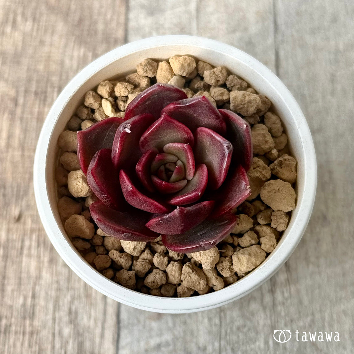 *新入荷* レイニー