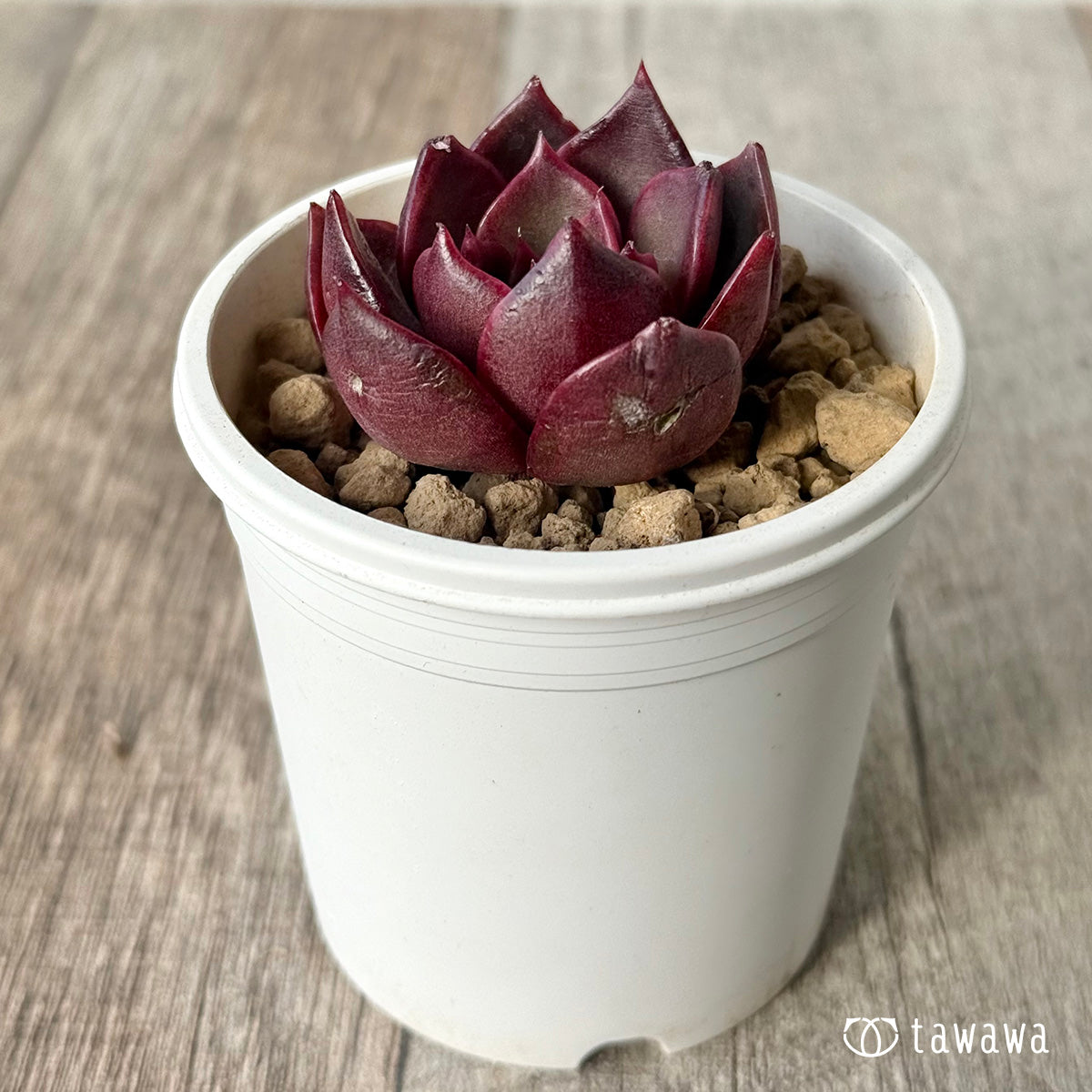 *新入荷* レイニー