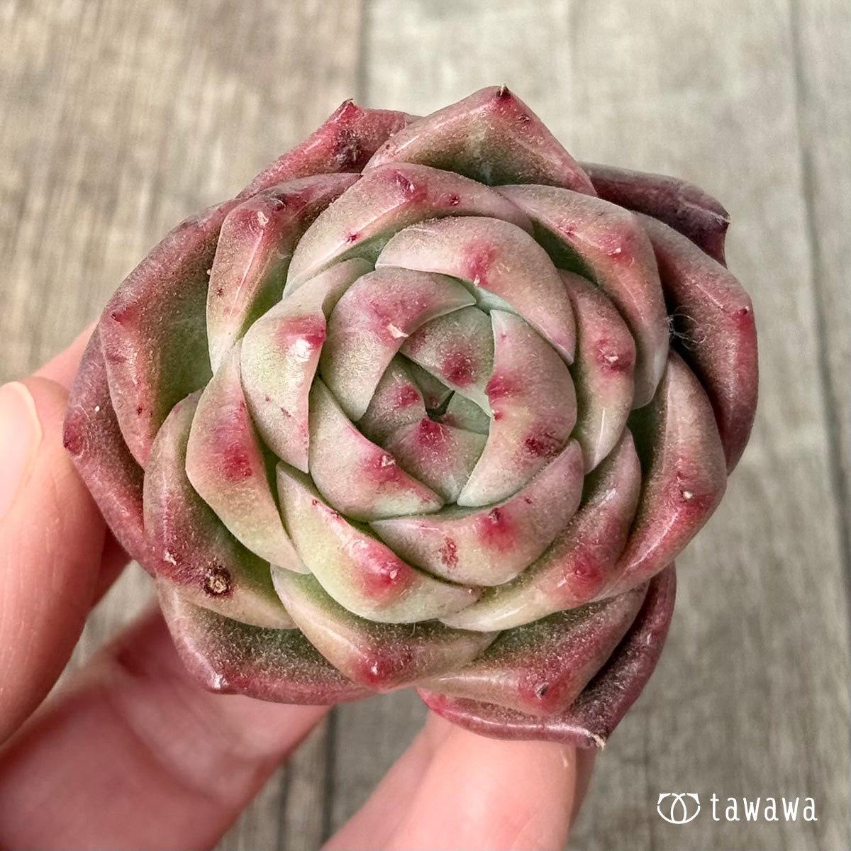 New Arrival* Cubic Frost