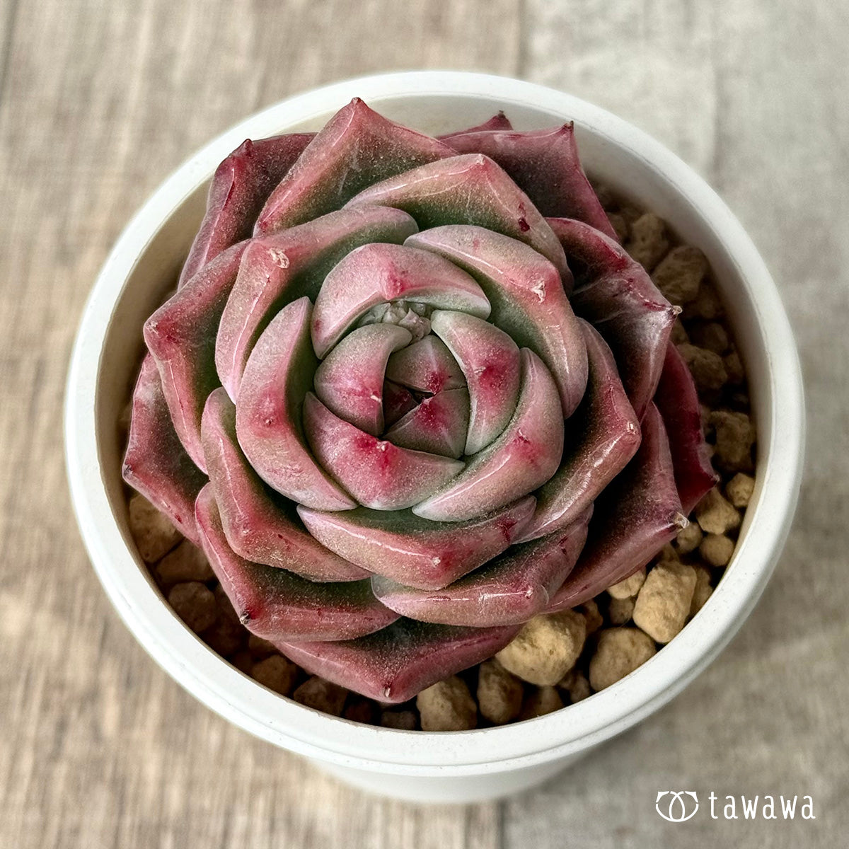 New Arrival* Cubic Frost