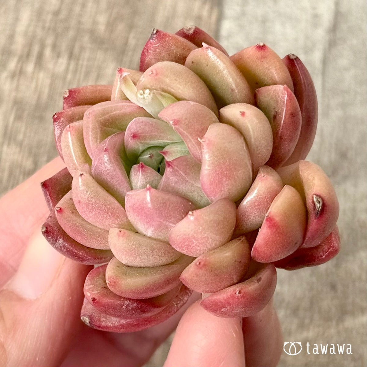 *新入荷* レッドフレッシュ