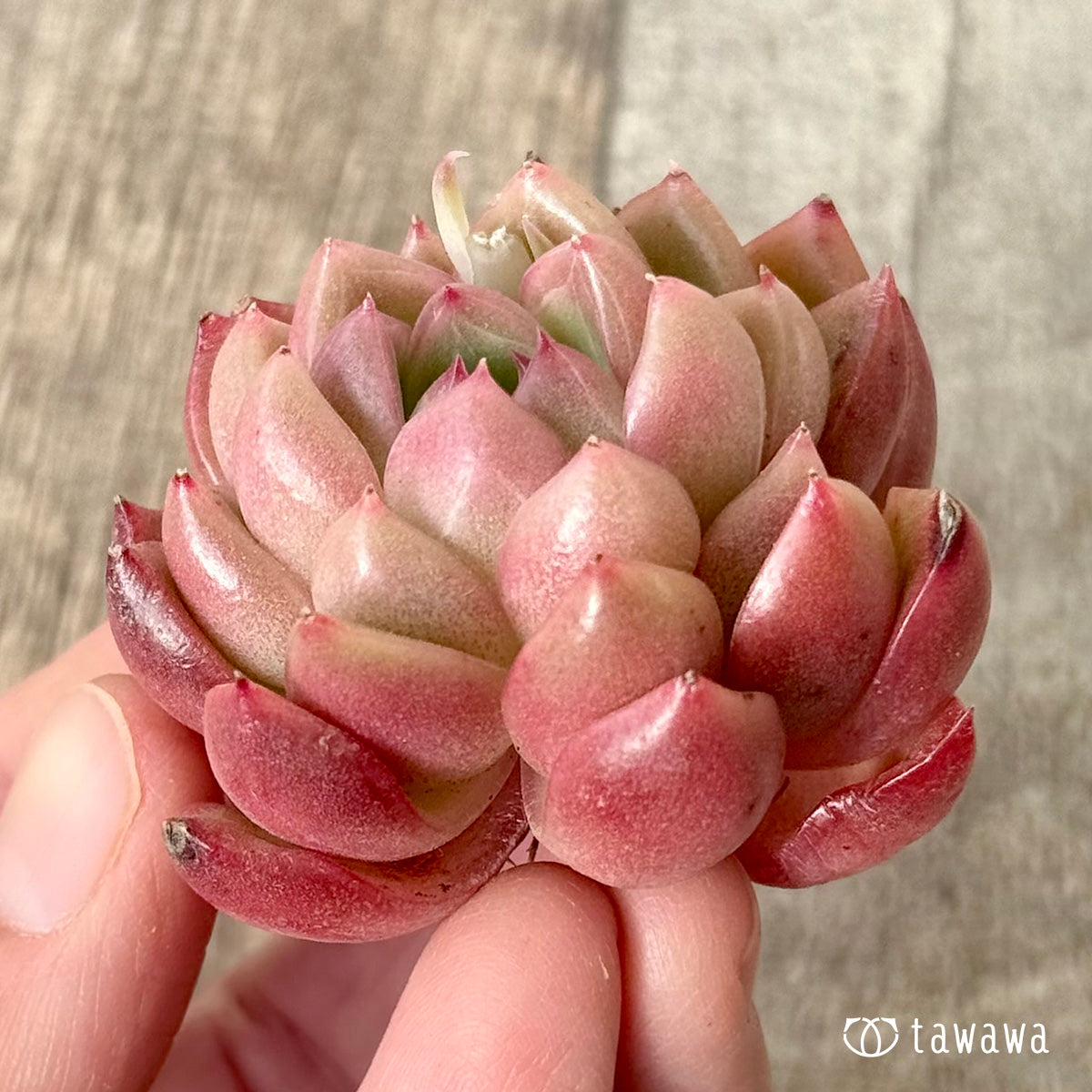 *新入荷* レッドフレッシュ