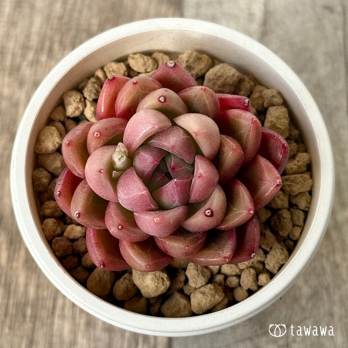 *新入荷* レッドフレッシュ