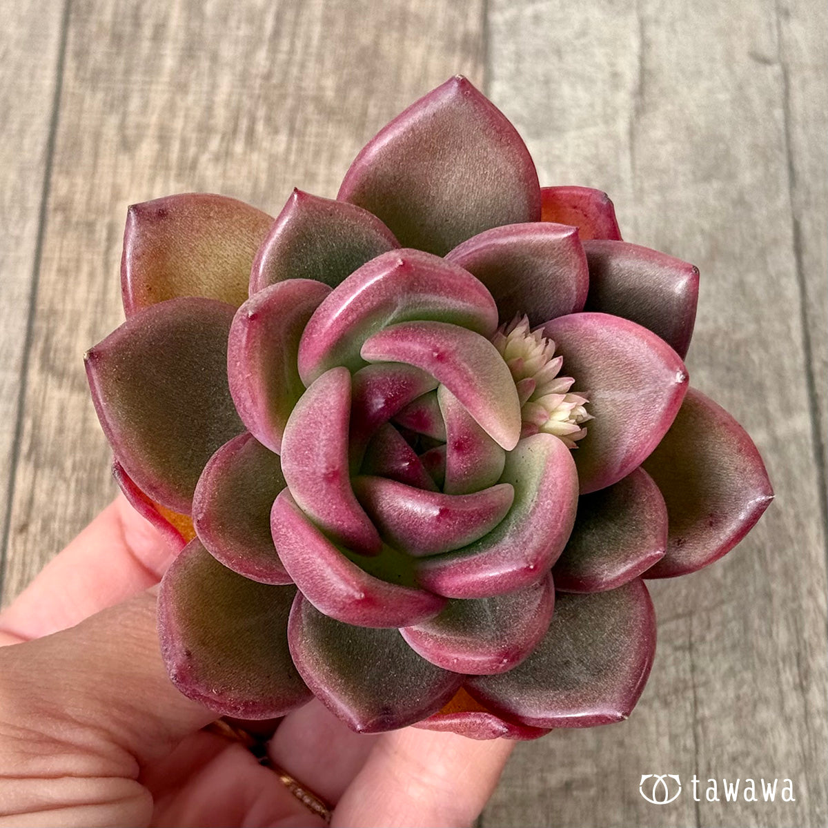 *新入荷* コッバンジ