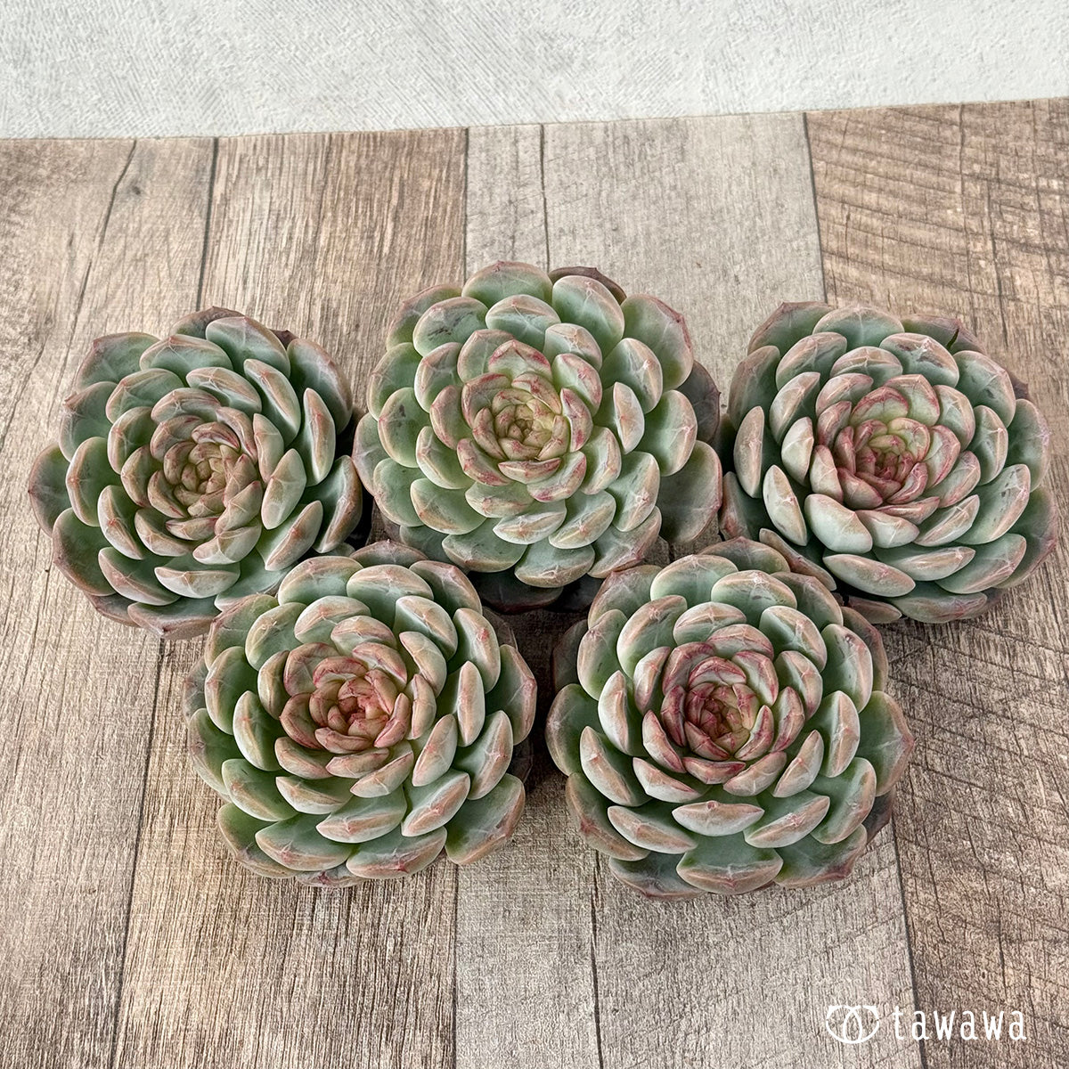 *新入荷* コラリア