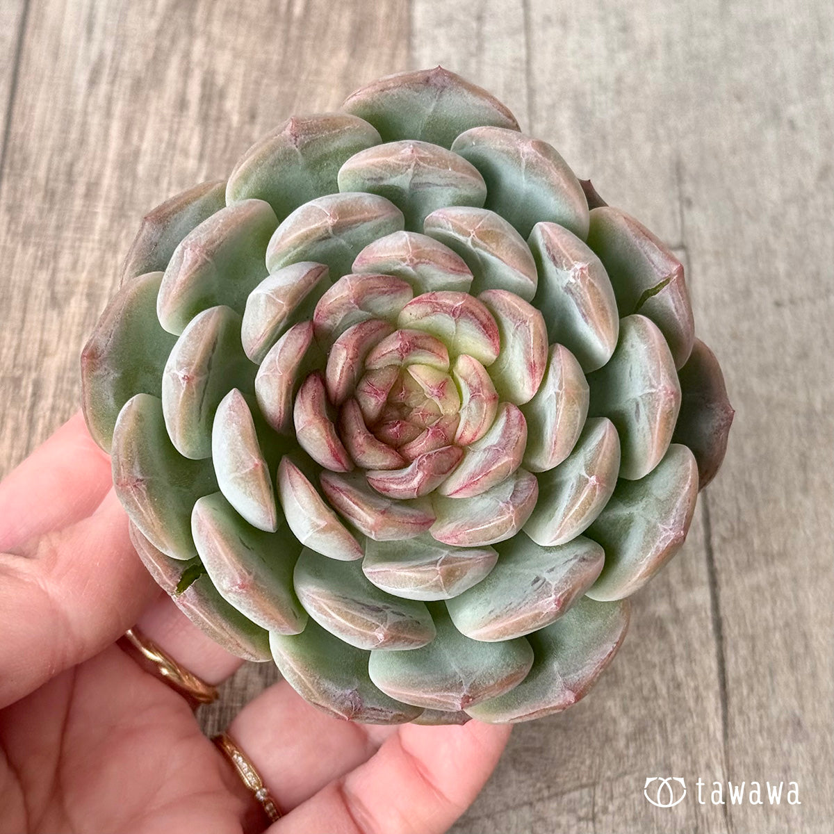 *新入荷* コラリア