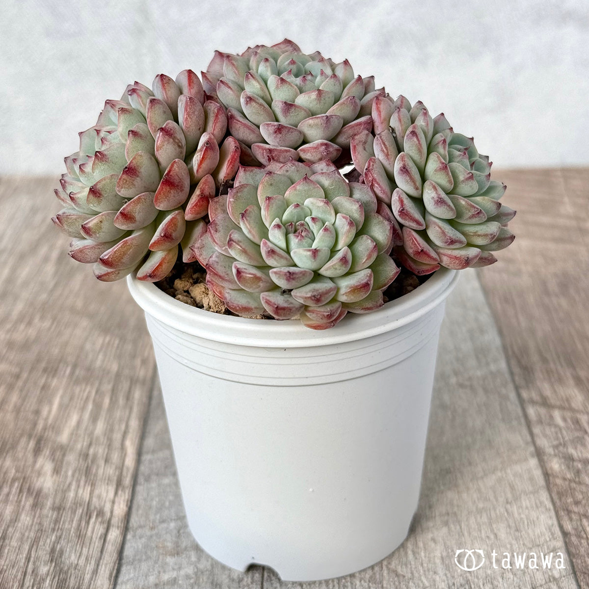Romeo (Red Ebony)