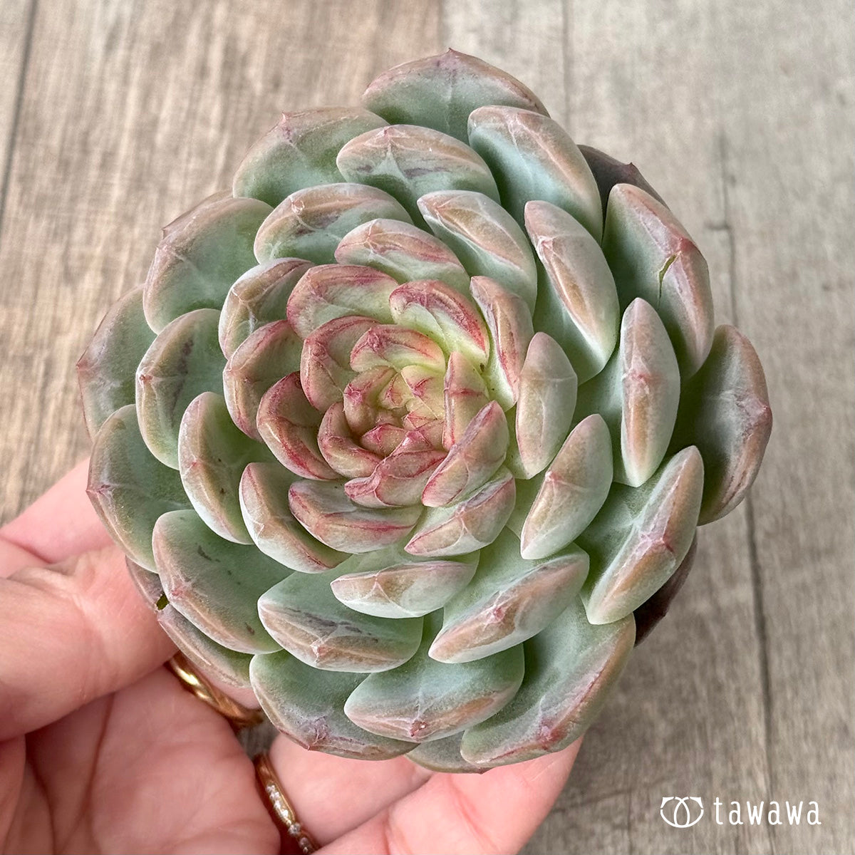 *新入荷* コラリア