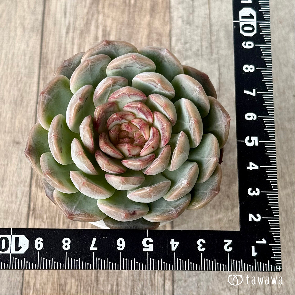 *新入荷* コラリア