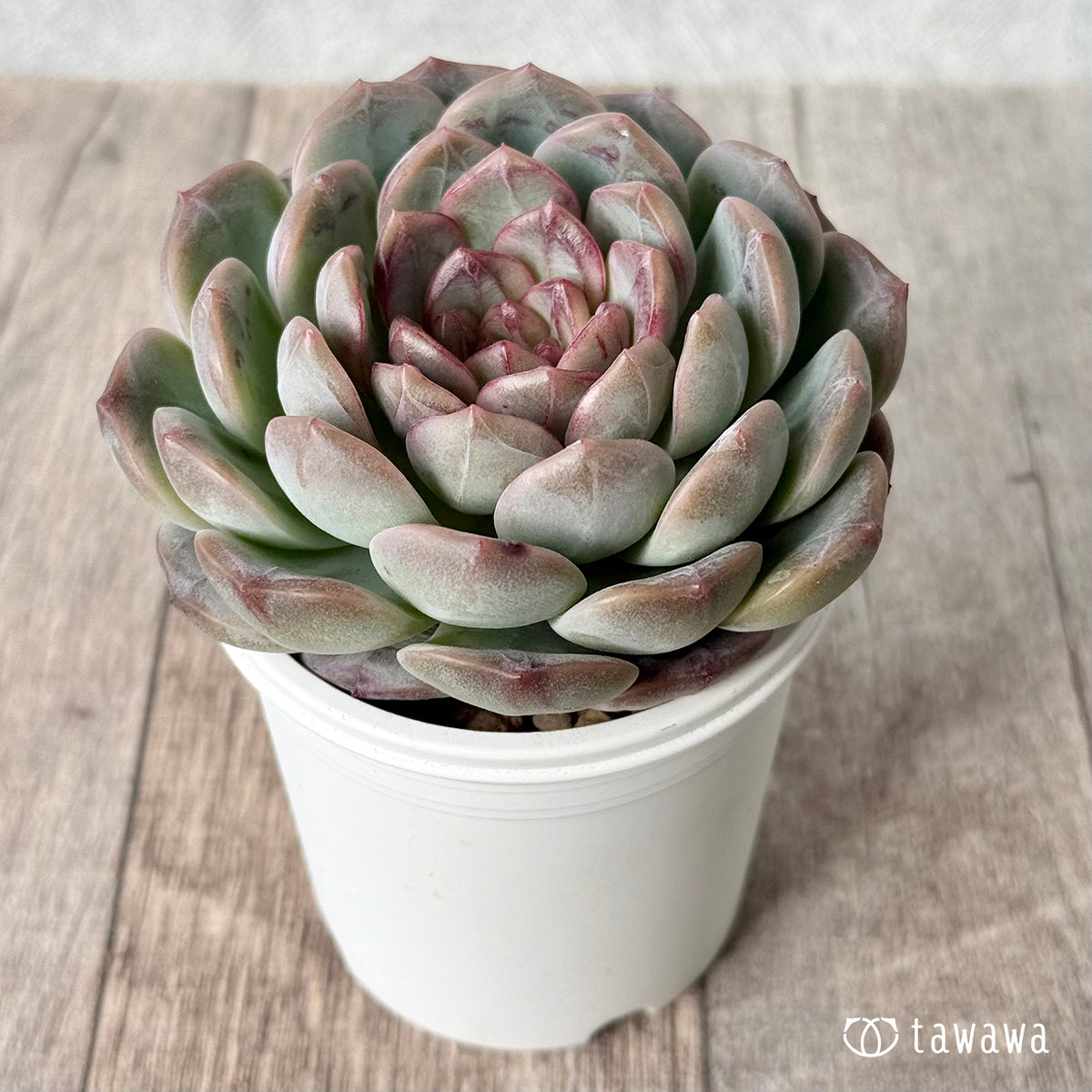 *新入荷* コラリア