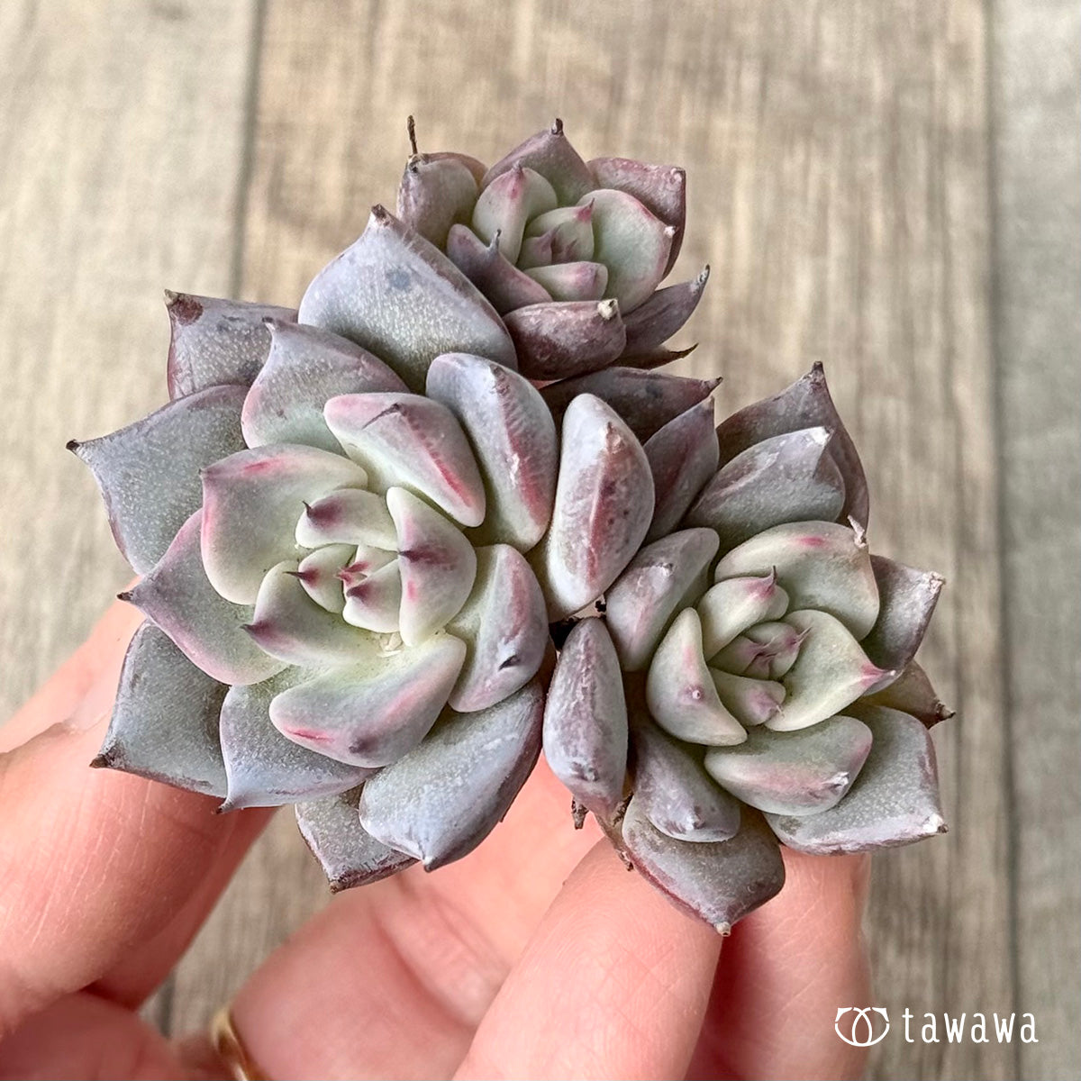 *新入荷* ラレガ