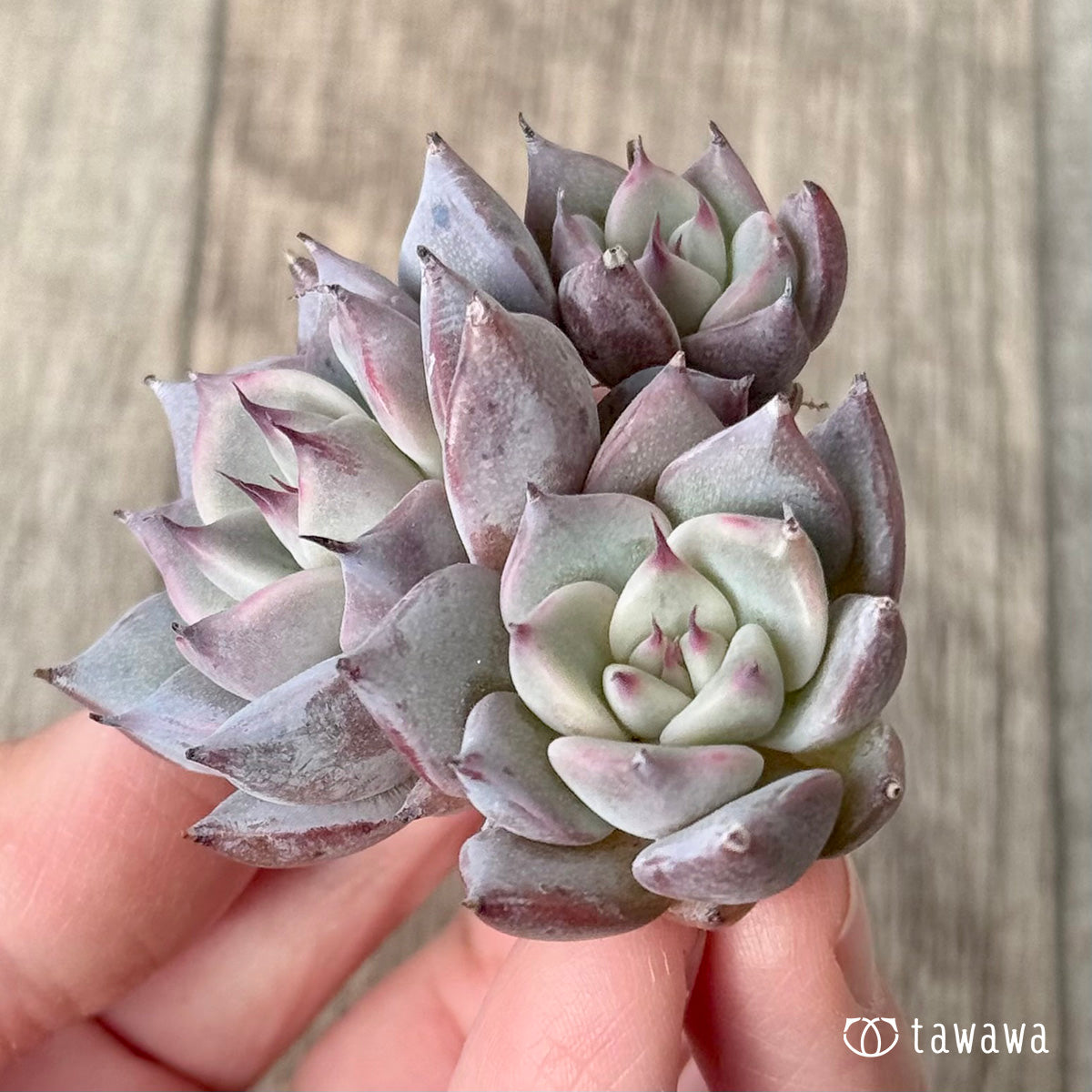 *新入荷* ラレガ