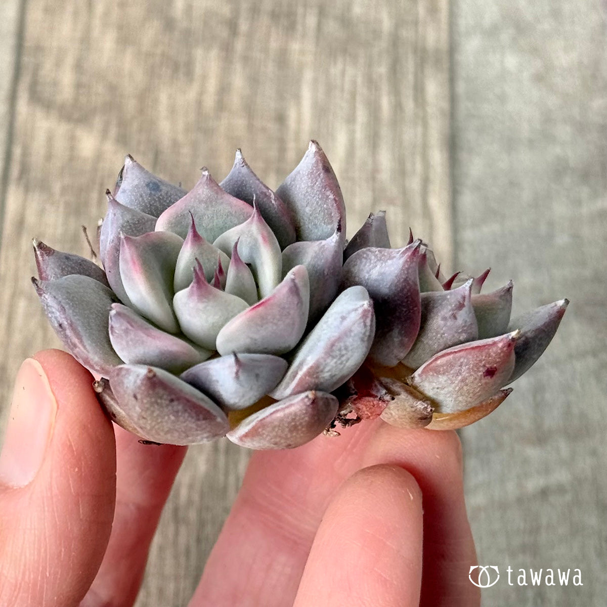 *新入荷* ラレガ