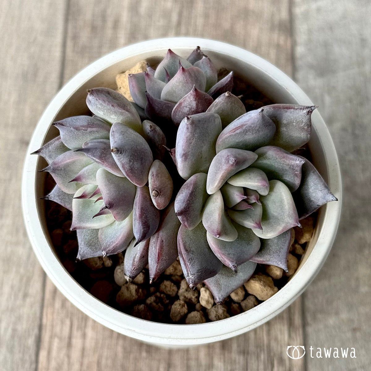 *新入荷* ラレガ