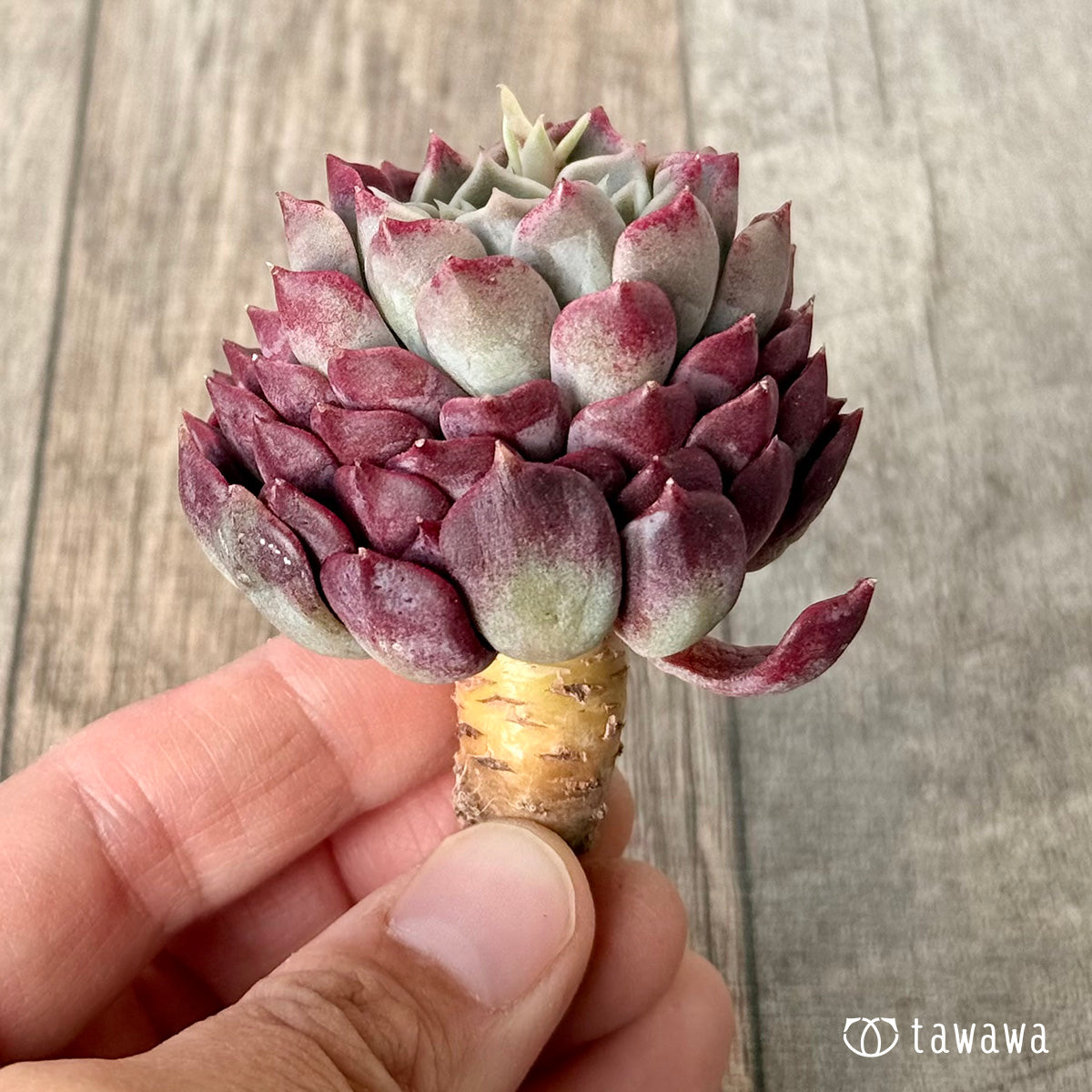 *新入荷* ハンアルム