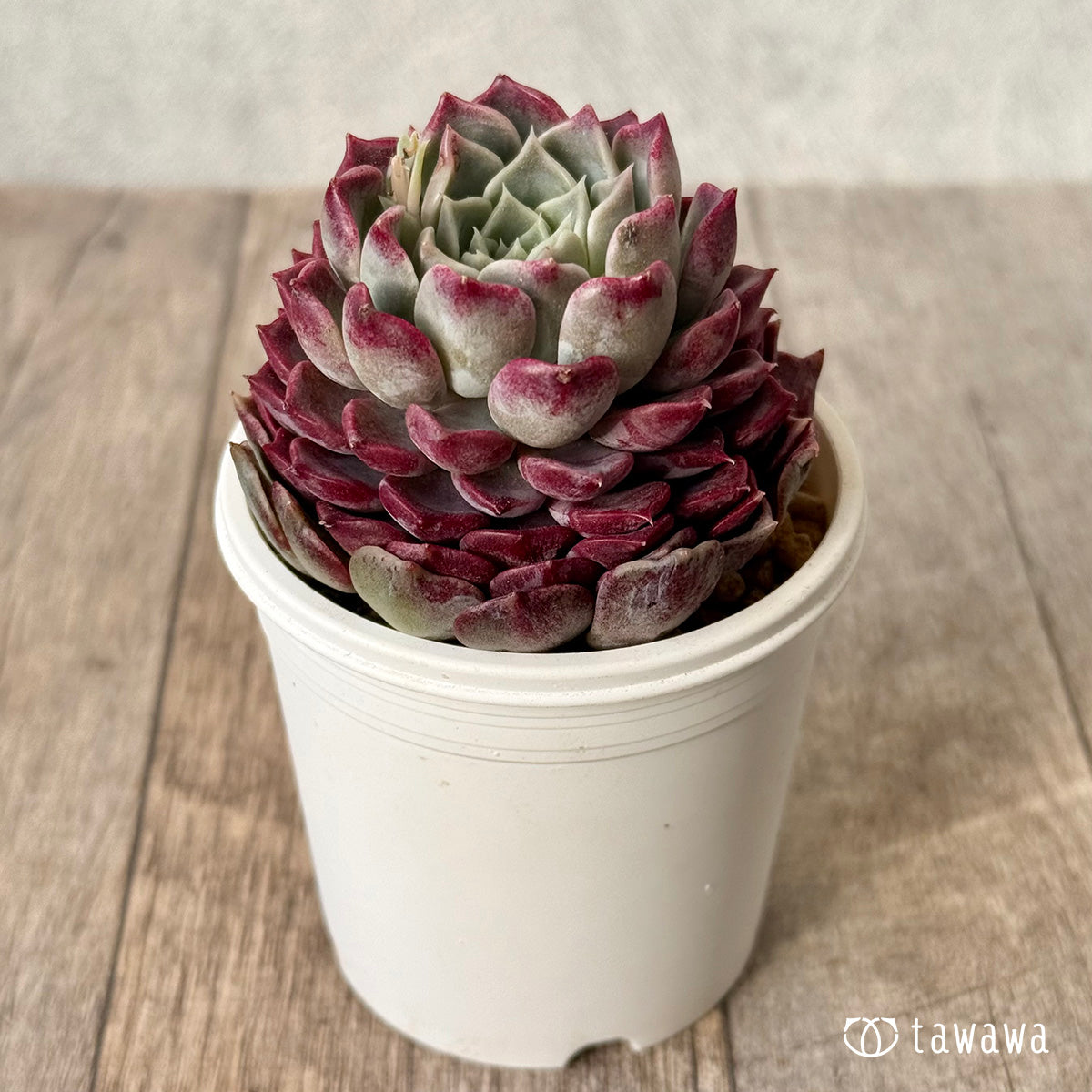 *新入荷* ハンアルム