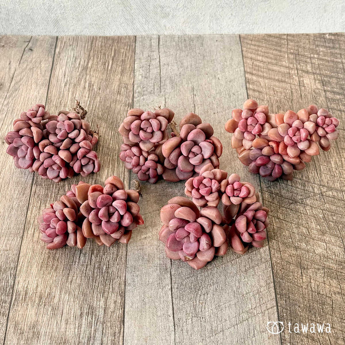 *新入荷* ポラリハート