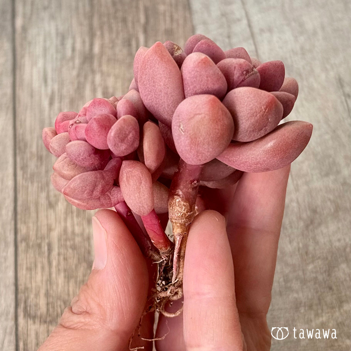 *新入荷* ポラリハート