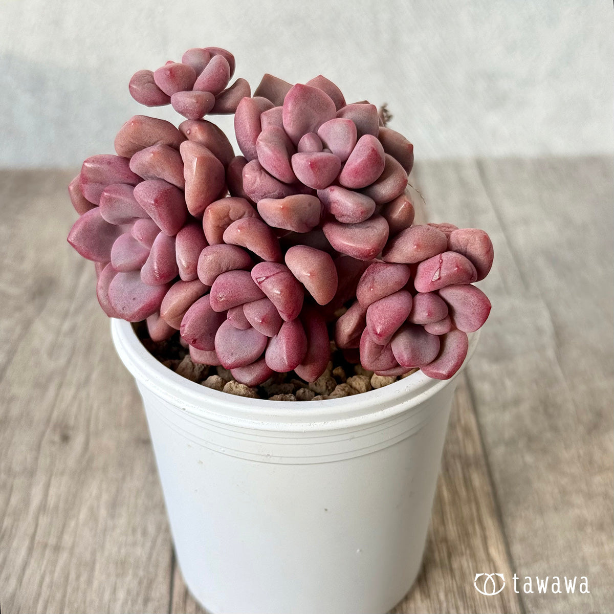 *新入荷* ポラリハート