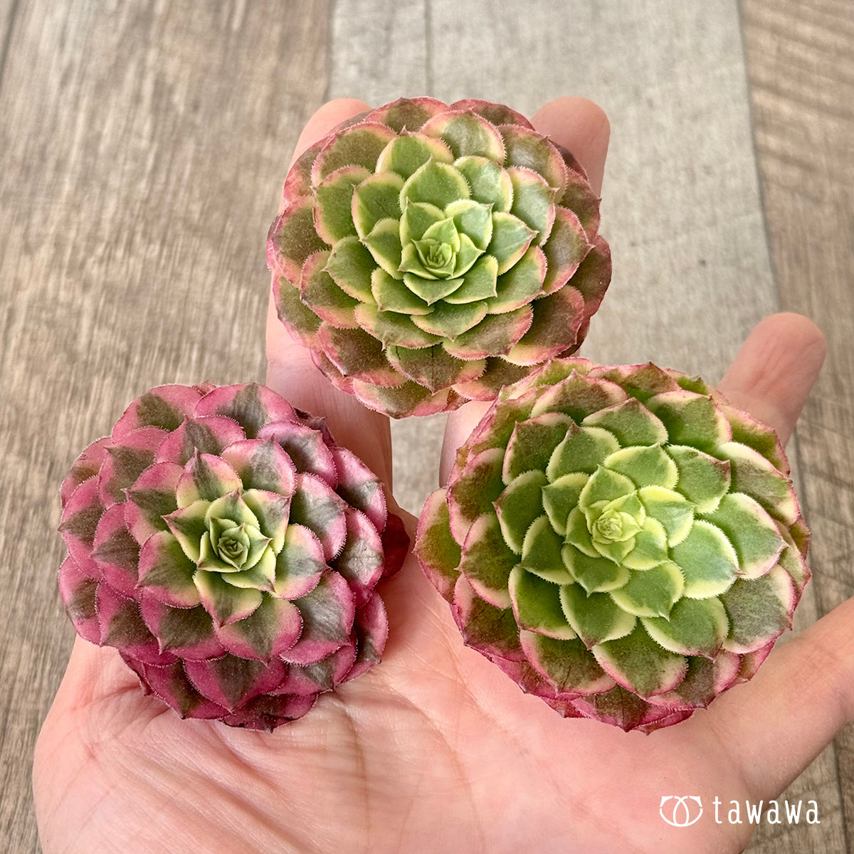 아루바①