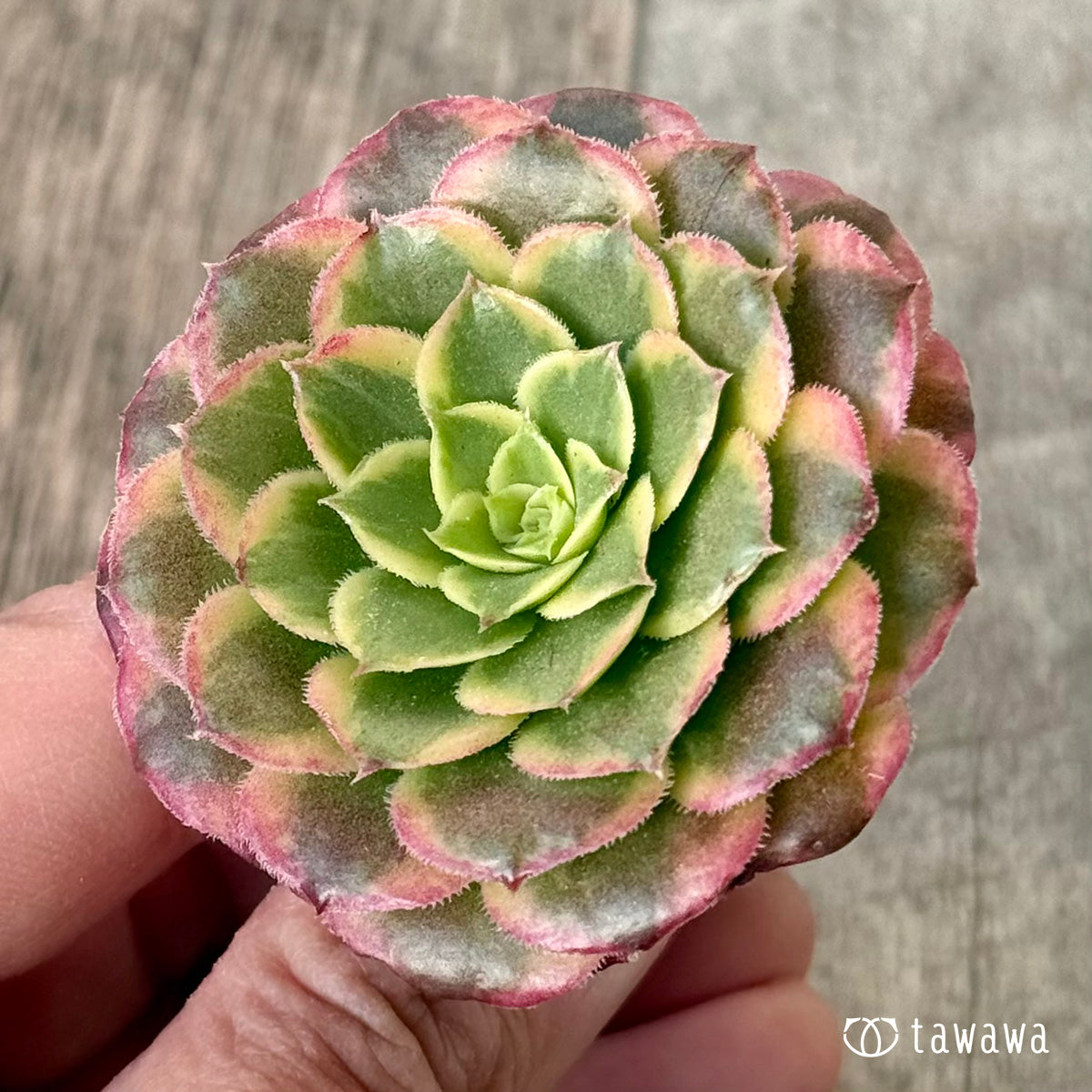 아루바①