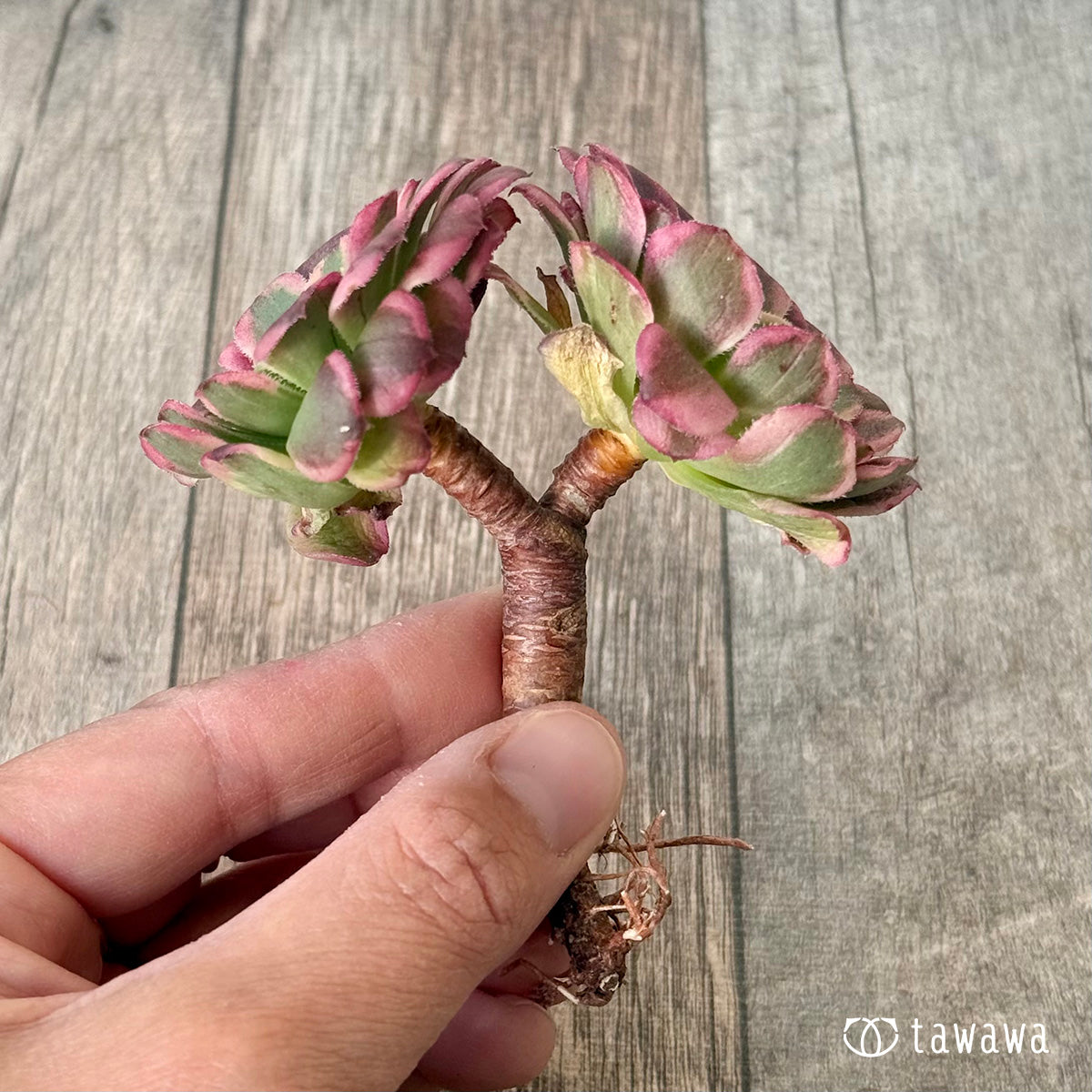 *新入荷* ニカ錦《双頭》