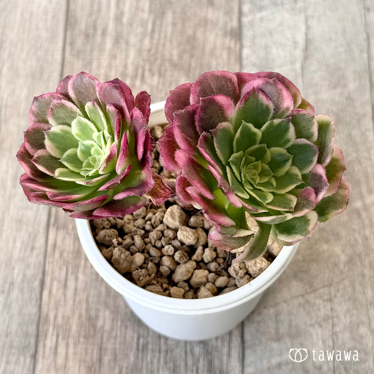 *新入荷* ニカ錦《双頭》