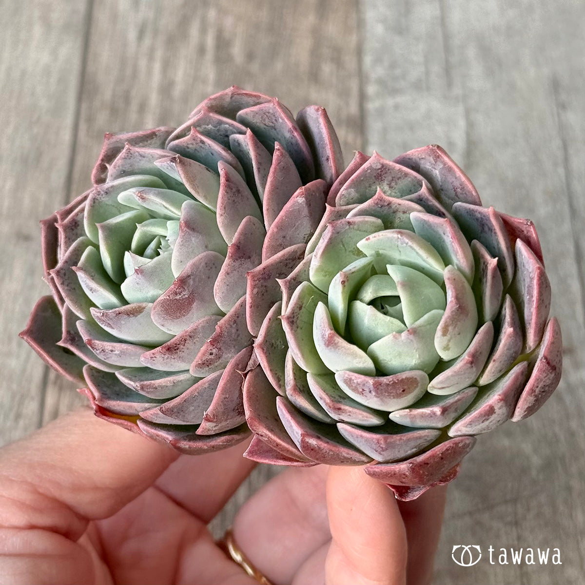 *新入荷* ブルーラビット