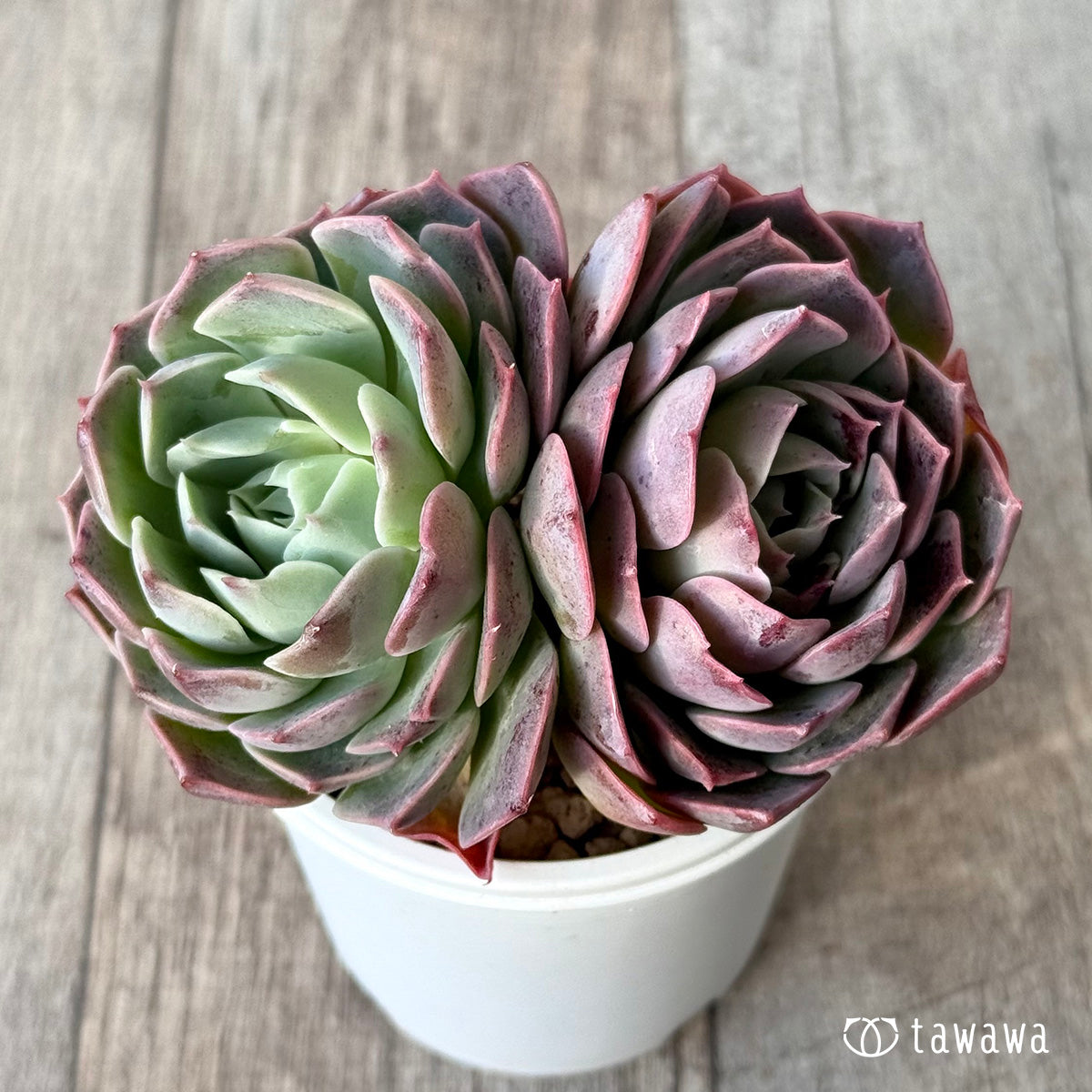 *新入荷* ブルーラビット