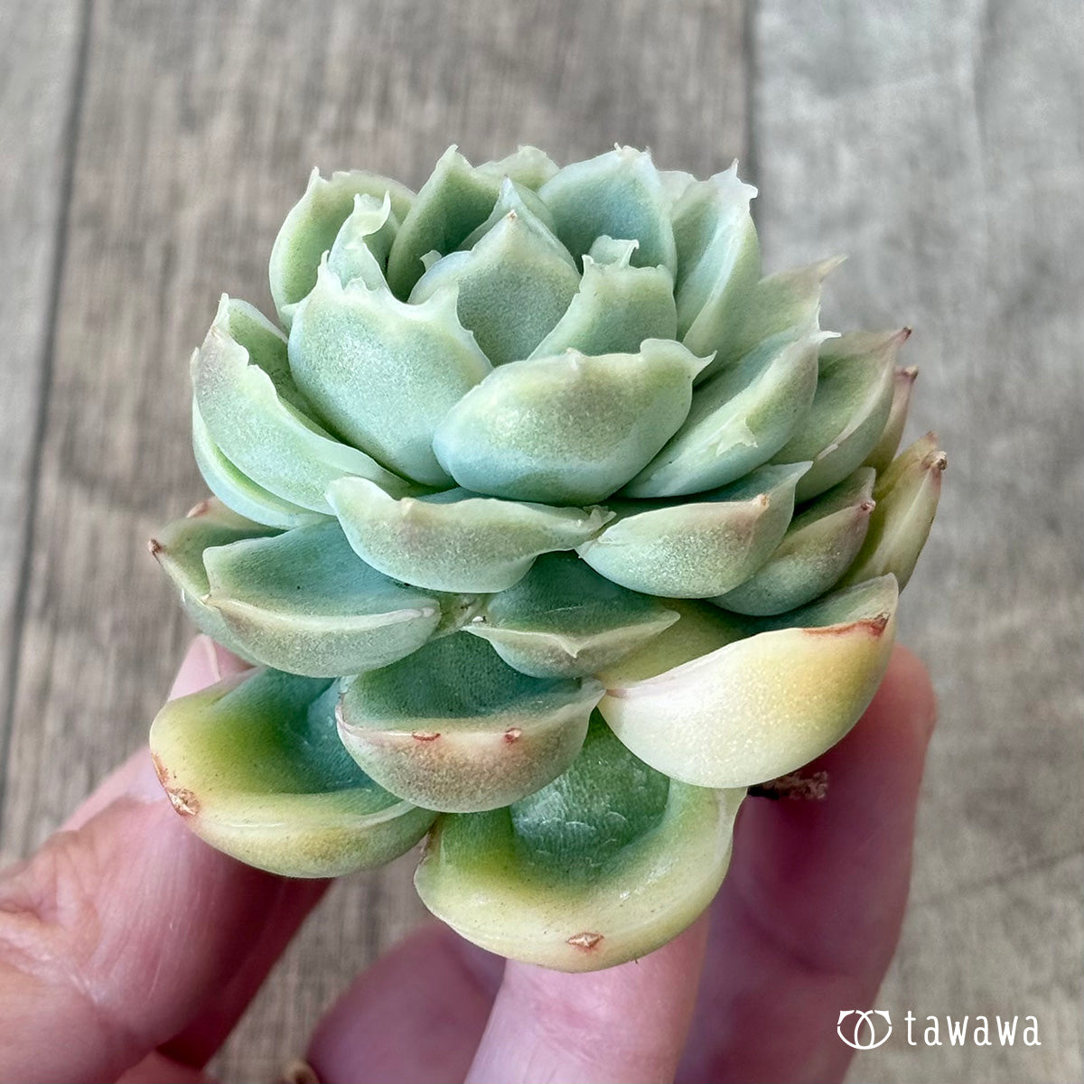 New Arrival* Cubic Frost